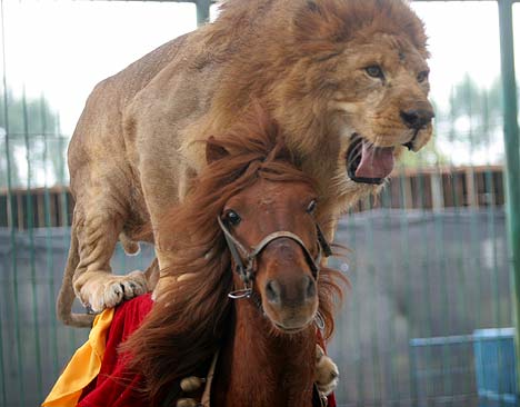 animals riding animals nature cute funny lion horse