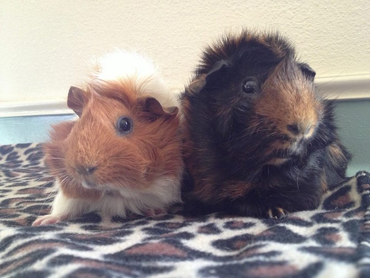 Disabled Guinea Pig Gets Custom Mini Wheelchair Thanks to Support
