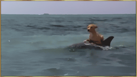 animals riding animals nature cute funny dolphin dog