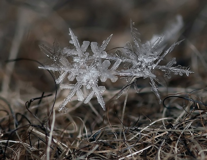 Macro Photos of Tiny Snowflakes by Andrew Osokin macro snowflake photography