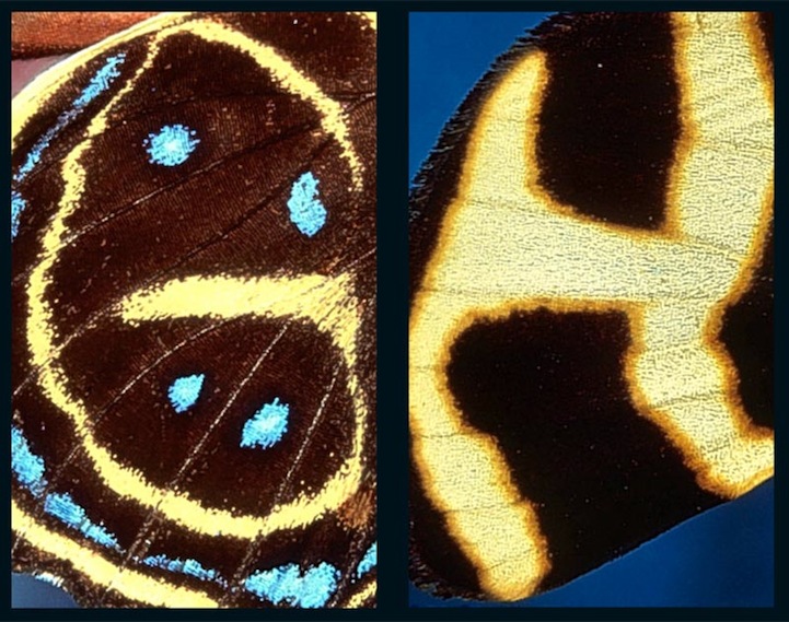 Alphabet on Butterfly Wings Butterfly Wing Patterns
