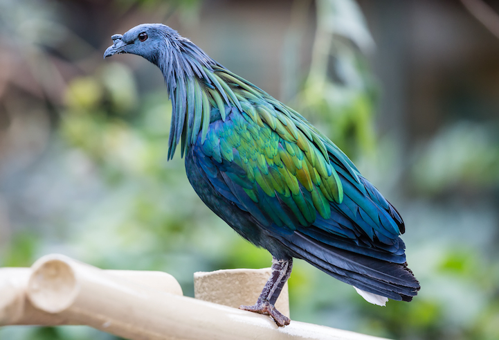 nicobar pigeon