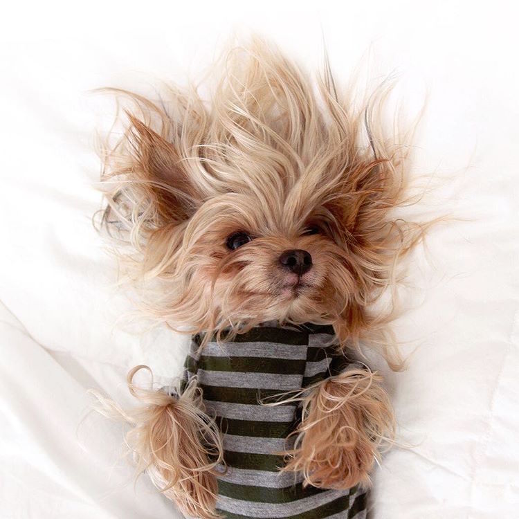 Blond Instagram Yorkshire Terrier