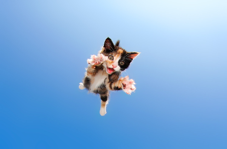 Flying Adorable Kitten