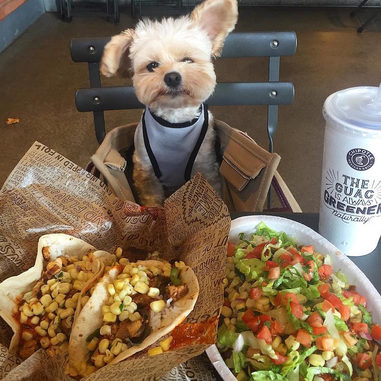 pet friendly restaurants for popeye the stray dog