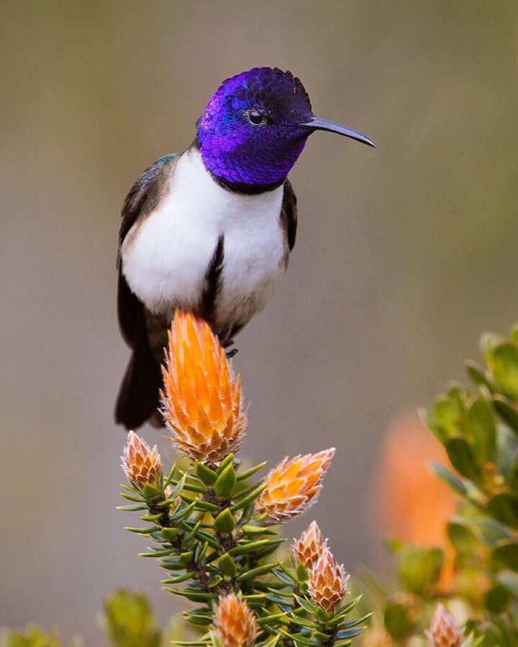 Unique Bird Watching Shots