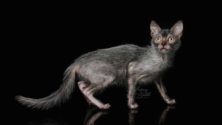 lykoi werewolf cats cat wolf new breed