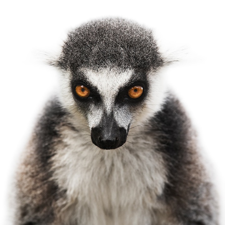 Up Close and Personal (11 Stunning Animal Portraits)