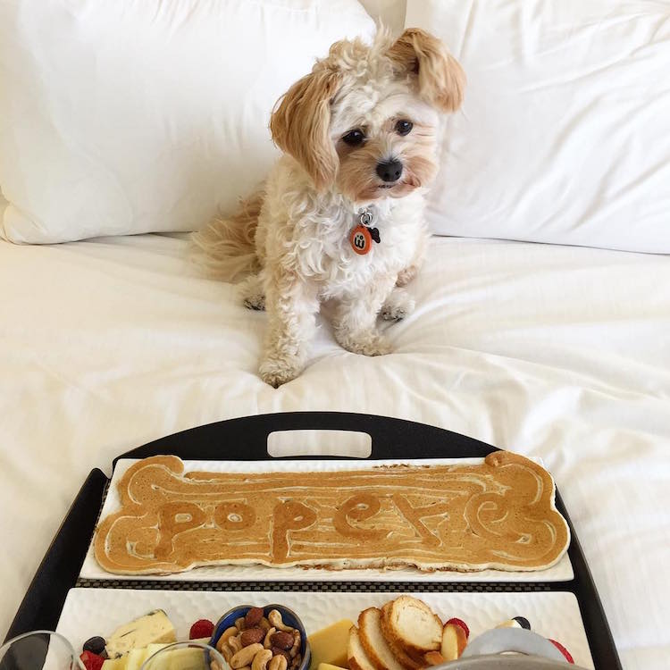 pet friendly restaurants for popeye the stray dog