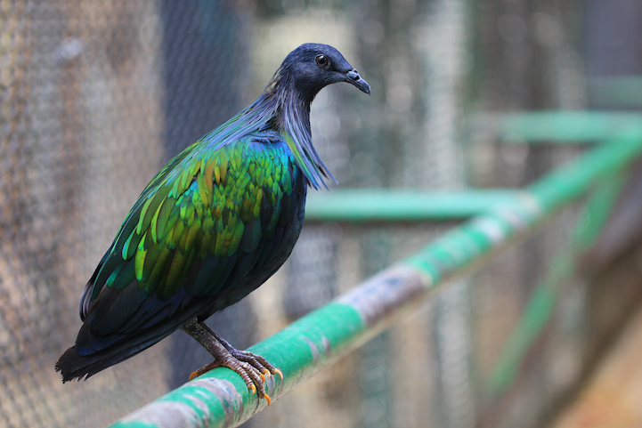 nicobar pigeon