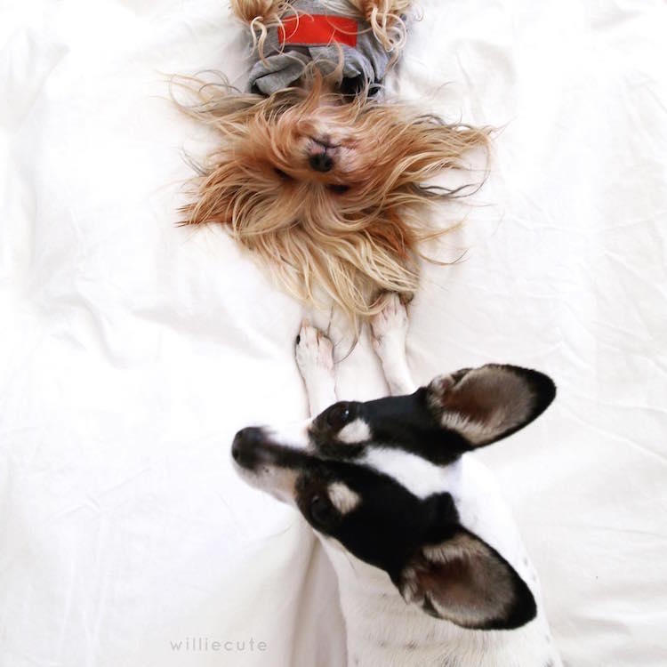 Instagram Fashion Forward Yorkshire Terrier