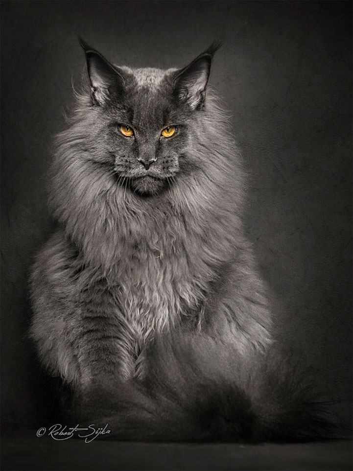 maine coon cat