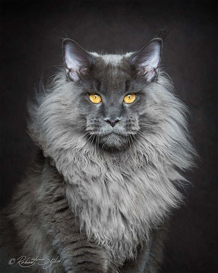 maine coon cat Breeds cat breeding maine coon