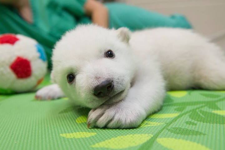 Baby Polar Bear Born at Columbus Zoo Gets a Name Selected by a Public Vote