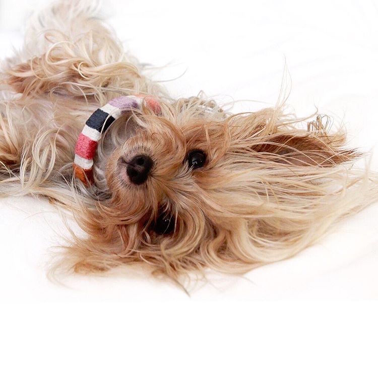 Instagram Fashion Forward Yorkshire Terrier