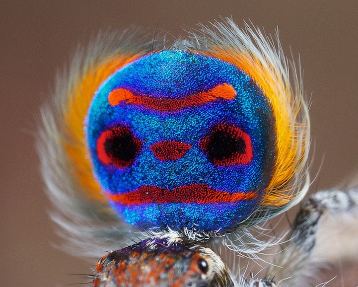 peacock spider Maratus volans