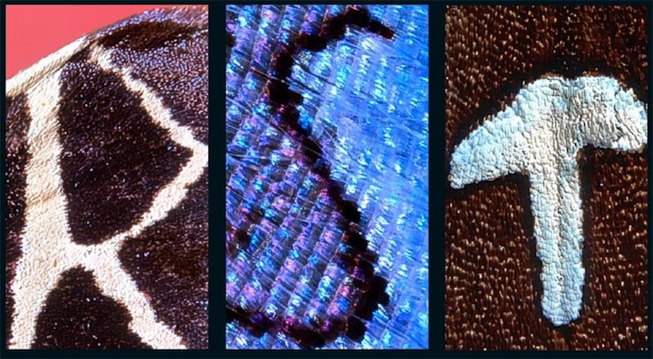 Alphabet on Butterfly Wings Letters on Butterfly Wings