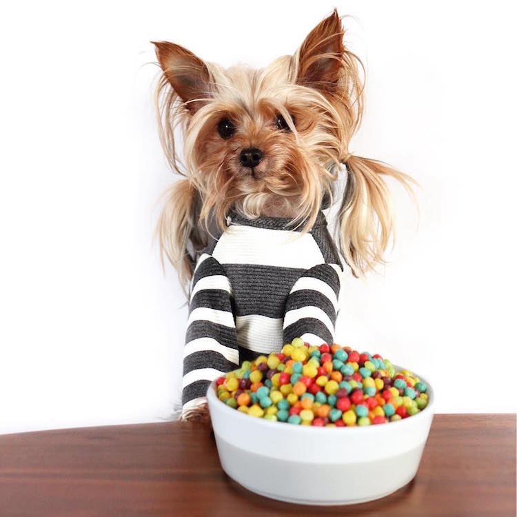 Cute Yorkshire Terrier Pig Tails