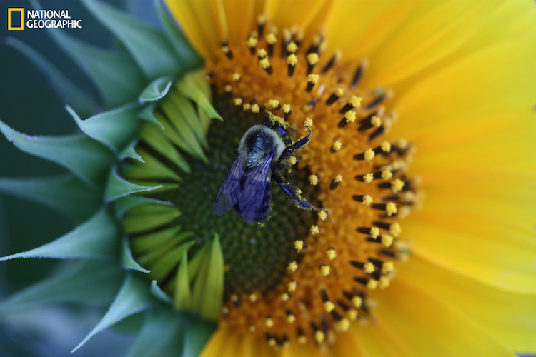 National Geographic Bee Harvest