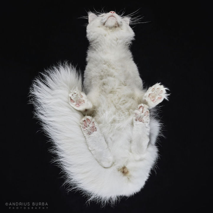 Adorable Underbelly of Cats Cleverly Revealed by Photographing Them