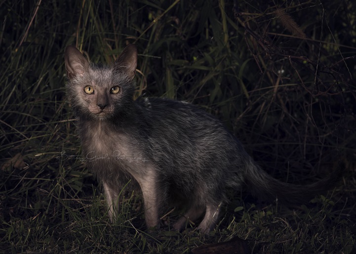 lykoi werewolf cats cat wolf new breed