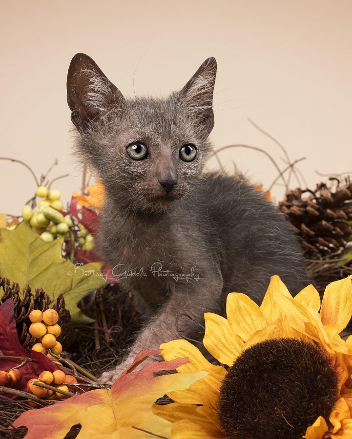 lykoi werewolf cats cat wolf new breed