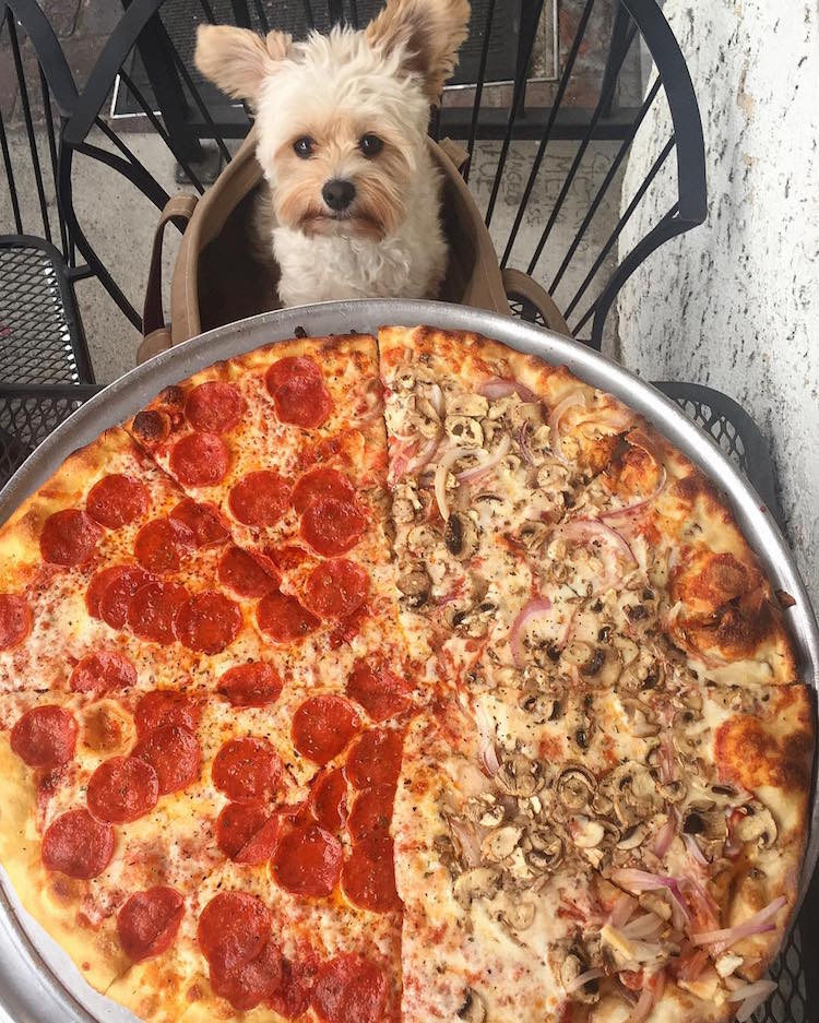 pet friendly restaurants for popeye the stray dog