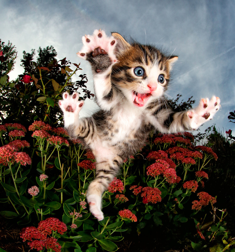 Leaping Kitten With Goofy Face