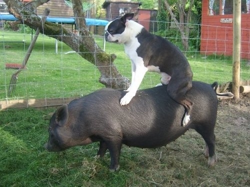 animals riding animals nature cute funny dog pig