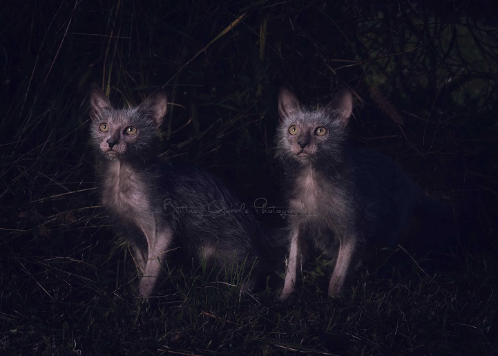 lykoi werewolf cats cat wolf new breed
