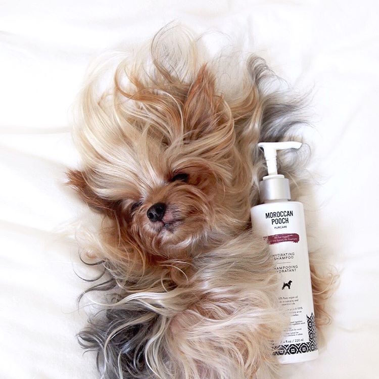 Blond Yorkshire Terrier Bed-Head