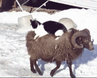 animals riding animals nature cute funny ram cat