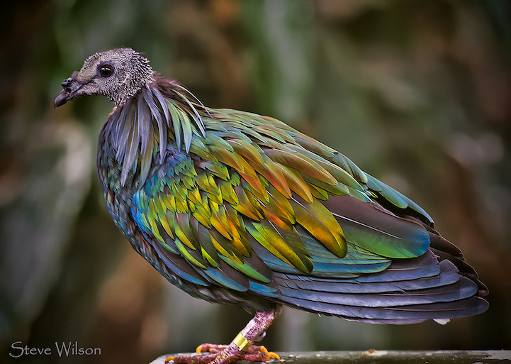 nicobar pigeon