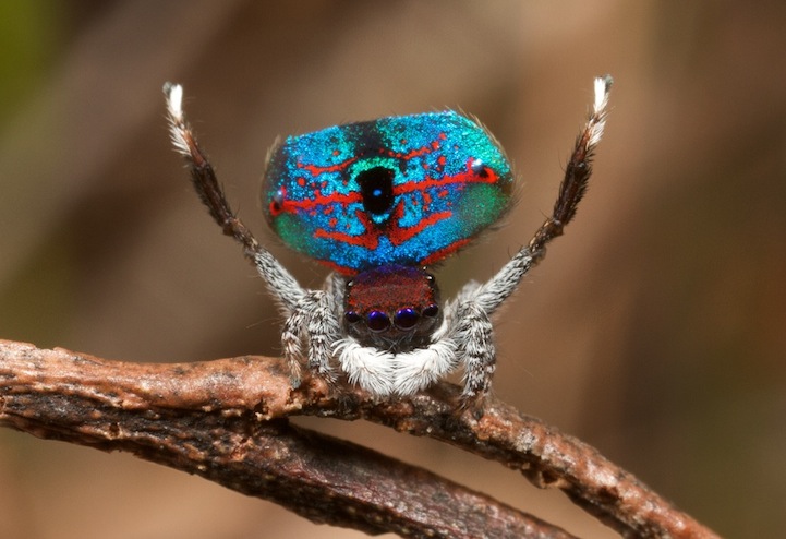 peacock spider