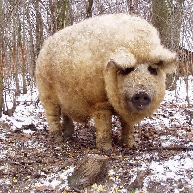 mangalitsa pig