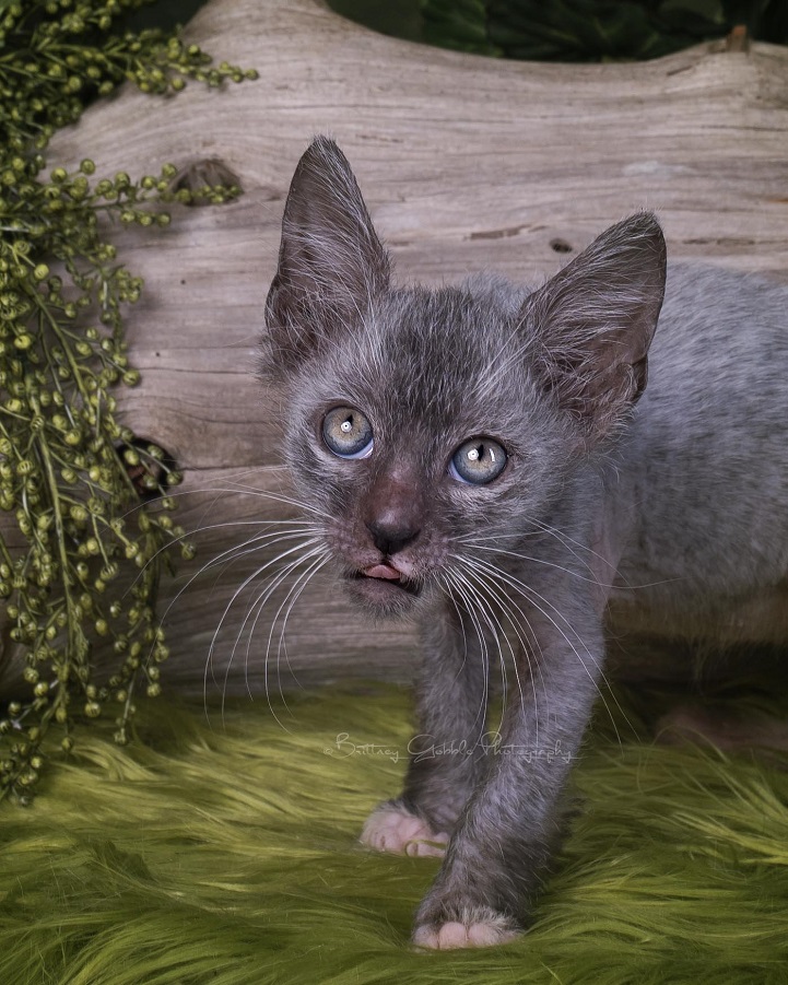 lykoi werewolf cats cat wolf new breed