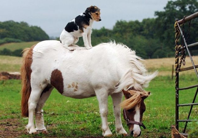 animals riding animals nature cute funny dog pony