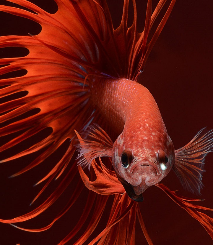 Expressive Marine Life Portraits Capture Fantastic Range of Fishy