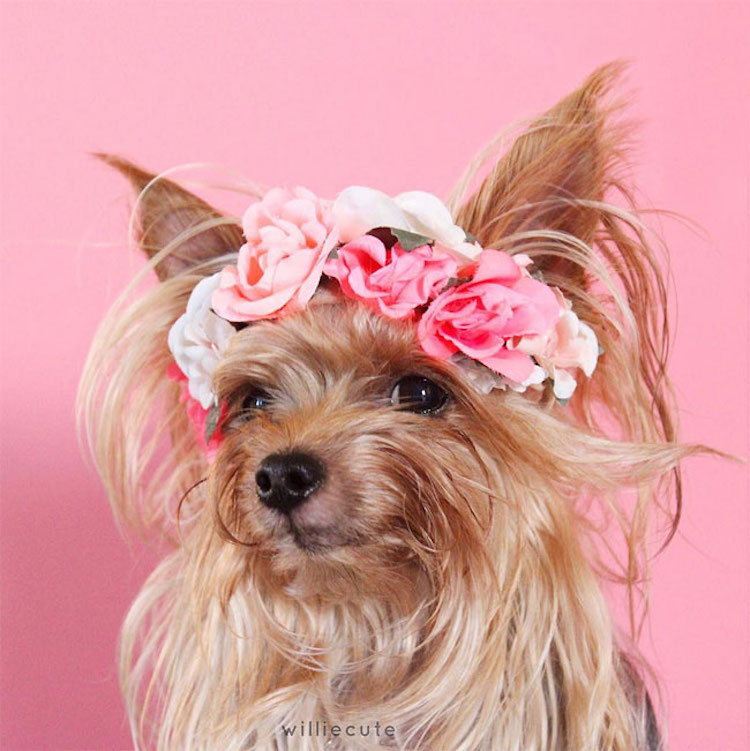 Instagram Yorkshire Terrier Floral Crown