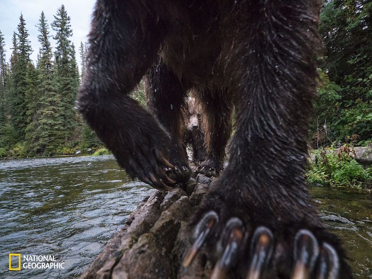 Ferocious Grizzly And Cub Captured Fishing