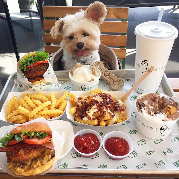 pet friendly restaurants for popeye the stray dog