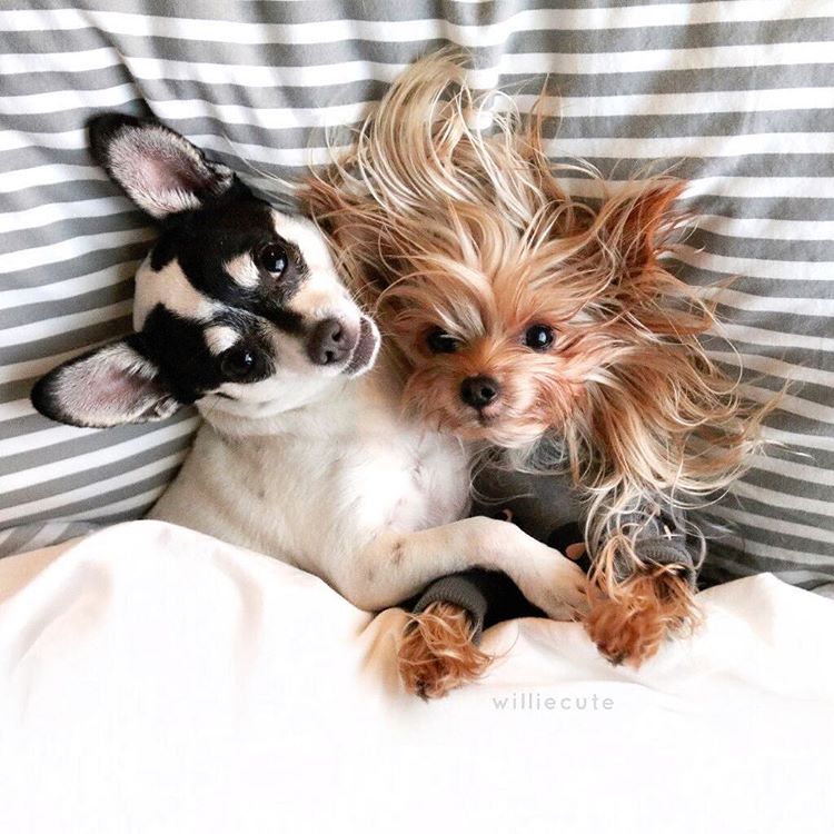 Instagram Fashion Forward Yorkshire Terrier