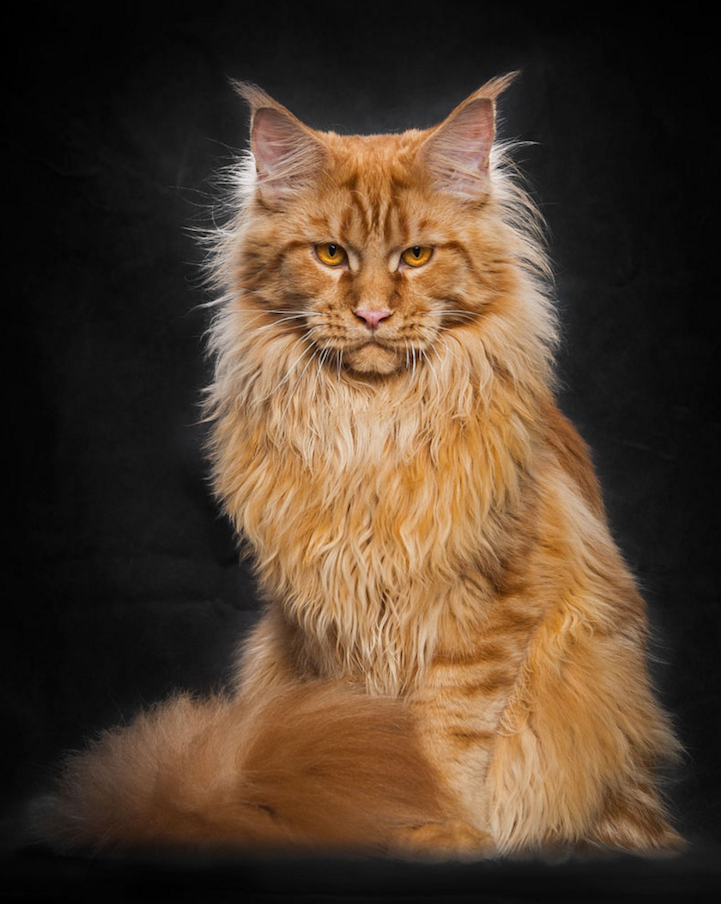 maine coon cat breeding maine coon cats breeding