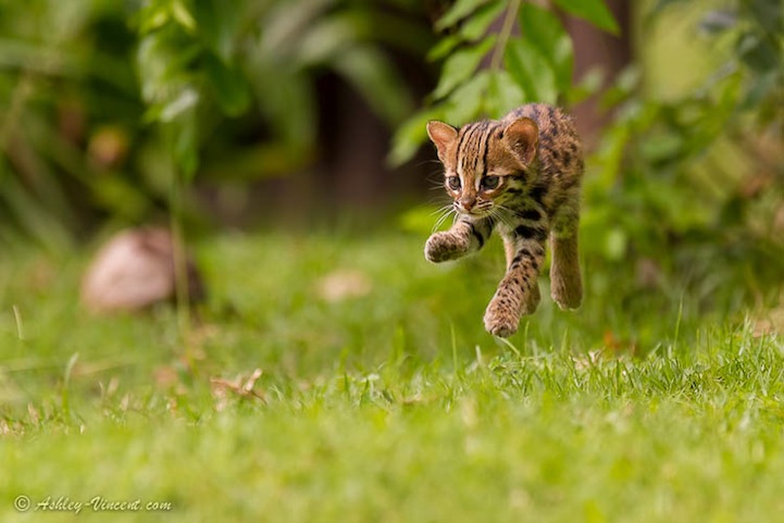 baby leopard cat