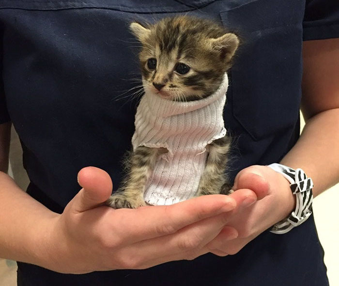 Tube Sock Sweater Kitten