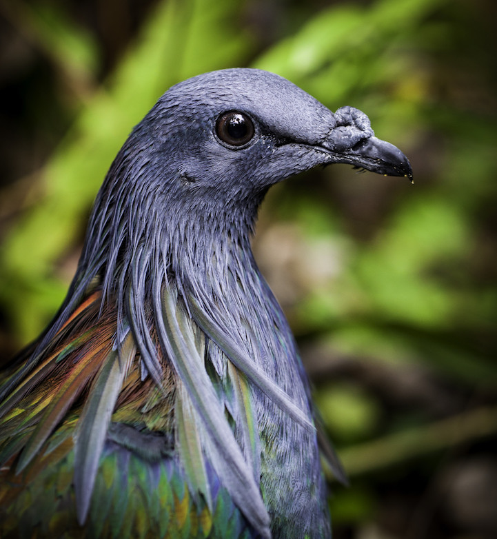 nicobar pigeon