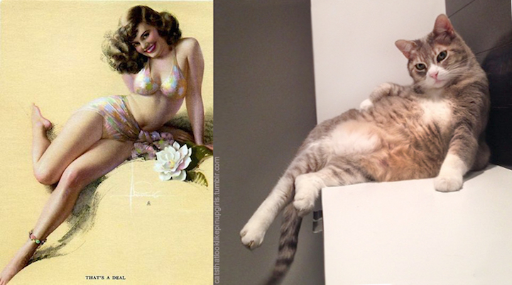 Cats That Look Like Pin Up Girls