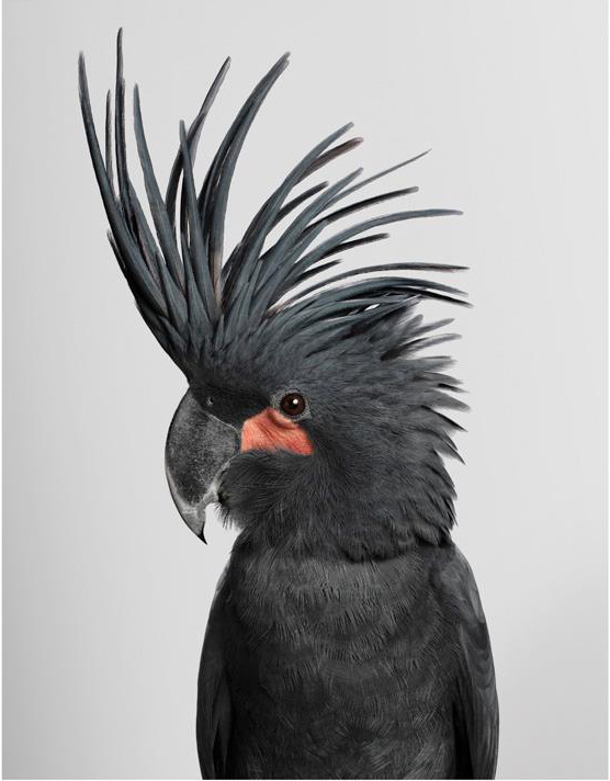 Photographer Captures Personality of Birds Through Portraits