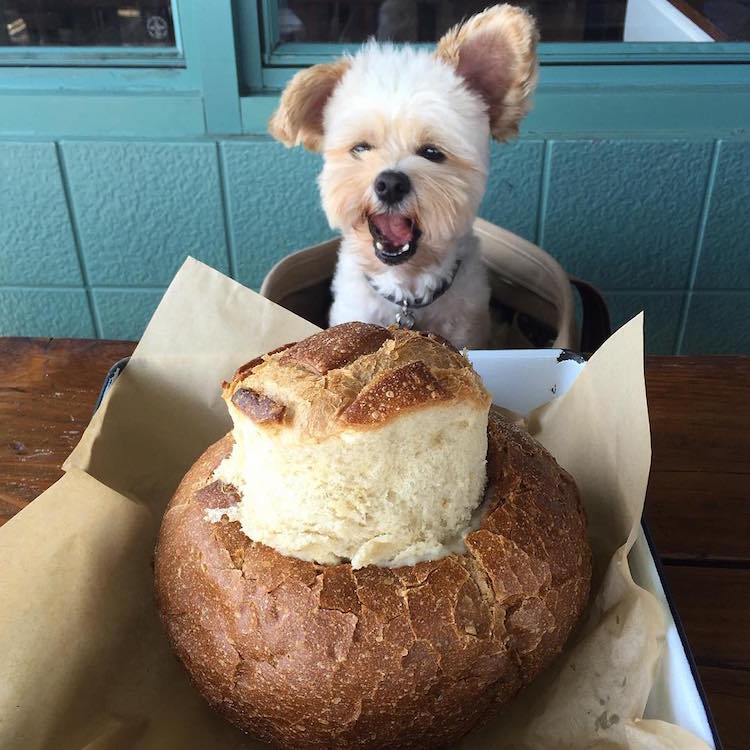 pet friendly restaurants for popeye the stray dog