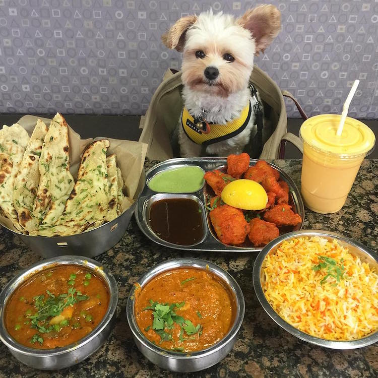 pet friendly restaurants for popeye the stray dog